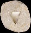 Mosasaur (Eremiasaurus) Tooth In Matrix #18757-1